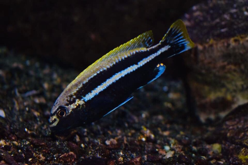 Melanochromis auratus 'Nakantenga Island'